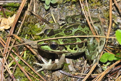 Lithobates lenca
