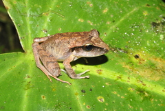 Craugastor laticeps