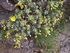Euryops acraeus