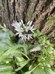 Allium ursinum