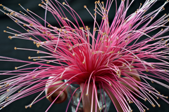 Pseudobombax ellipticum