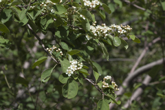 Cotoneaster suavis