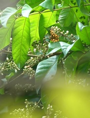 Odina hieroglyphica