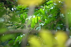 Odina hieroglyphica