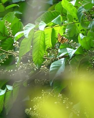 Odina hieroglyphica