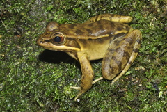 Lithobates maculatus
