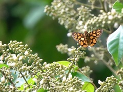 Odina hieroglyphica