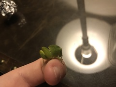 Plagiotriptus hippiscus