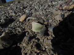Colias vauthierii