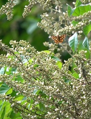 Odina hieroglyphica