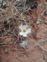 Atrichoseris platyphylla