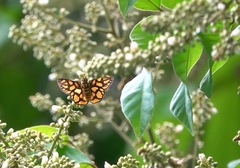 Odina hieroglyphica