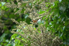 Odina hieroglyphica