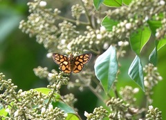 Odina hieroglyphica