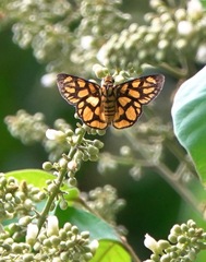 Odina hieroglyphica