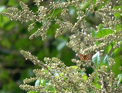 Odina hieroglyphica