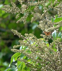 Odina hieroglyphica