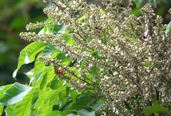 Odina hieroglyphica