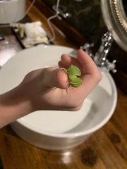 Plagiotriptus hippiscus