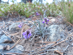 Boechera retrofracta