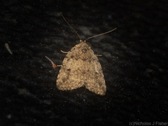Tolpia conscitulana