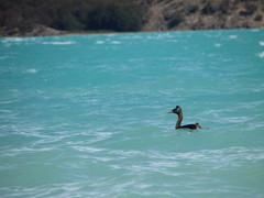 Podiceps major major