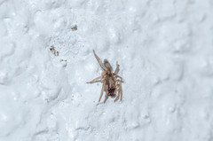 Porrhoclubiona leucaspis