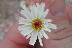 Atrichoseris platyphylla