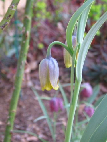 Fritillaria uva-vulpis