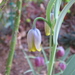 Fritillaria uva-vulpis - Photo (c) ulalume, some rights reserved (CC BY-NC-ND)