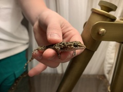 Hemidactylus angulatus