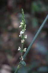 Justicia wynaadensis