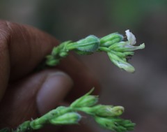 Justicia wynaadensis