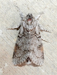 Acronicta tota