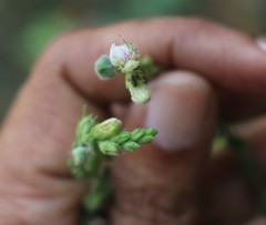 Justicia wynaadensis