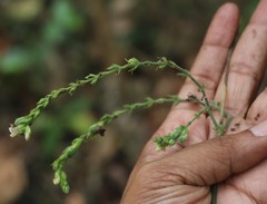 Justicia wynaadensis