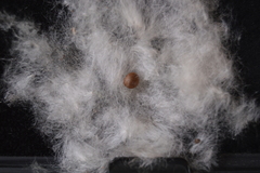 Pseudobombax ellipticum