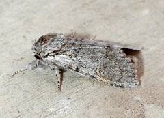 Acronicta tota