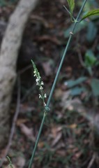 Justicia wynaadensis