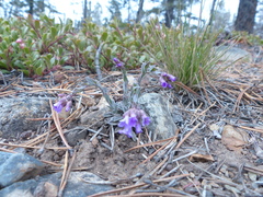 Boechera retrofracta