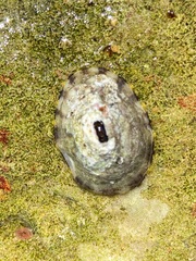 Image of Fissurella rubropicta