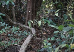 Justicia wynaadensis