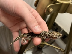 Hemidactylus angulatus