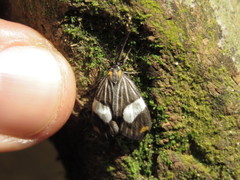 Nebulosa erymas