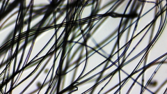 Pseudobombax ellipticum