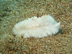 Acotylea
