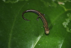 Cryptotriton nasalis