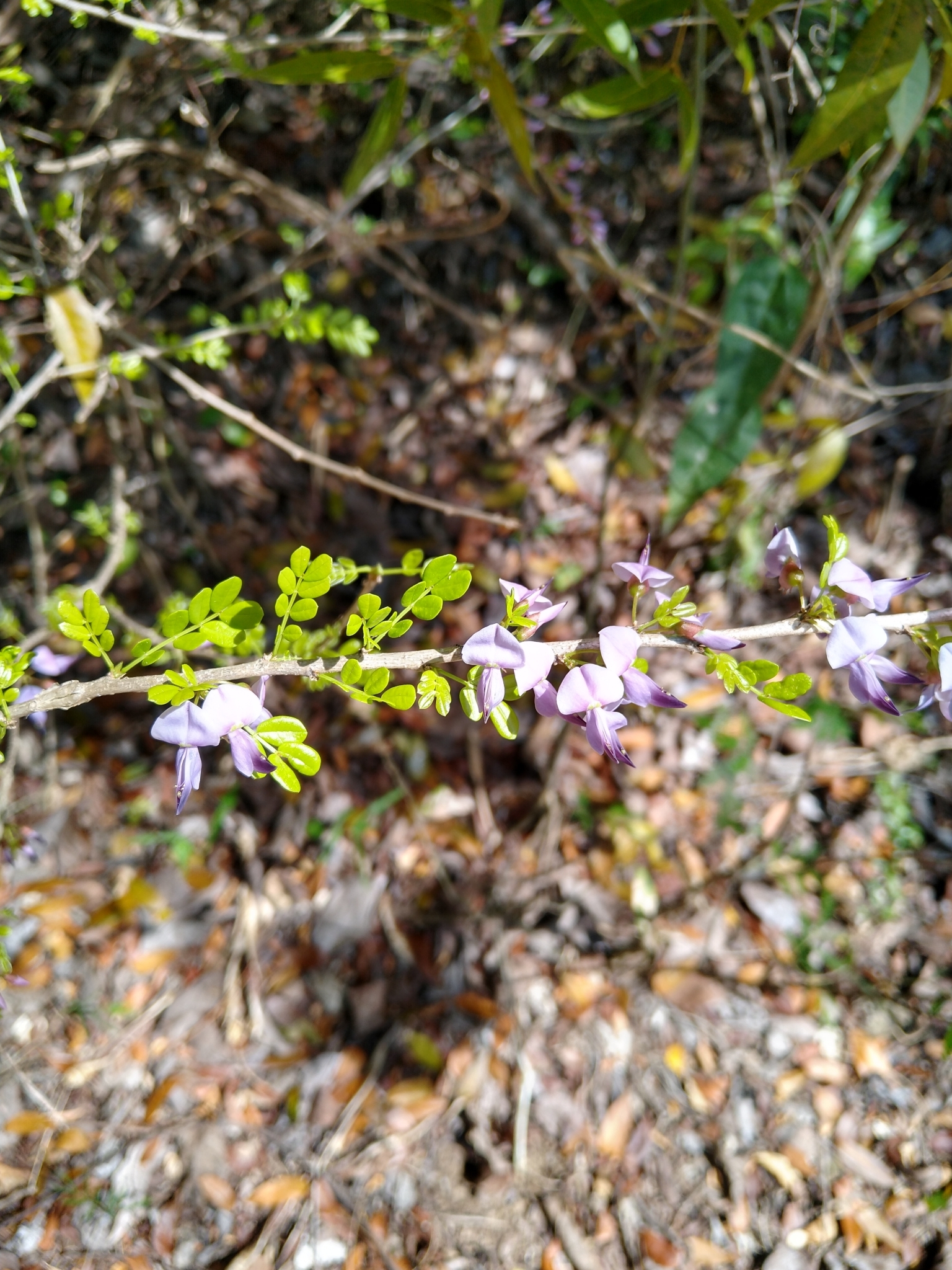 Poitea paucifolia