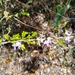 Poitea paucifolia - Photo (c) Isaac Martinez Costas,  זכויות יוצרים חלקיות (CC BY-NC), הועלה על ידי Isaac Martinez Costas