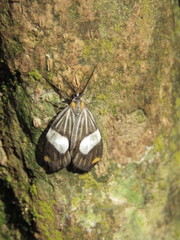 Nebulosa erymas